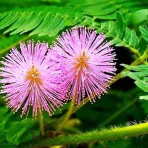 Shame Plant